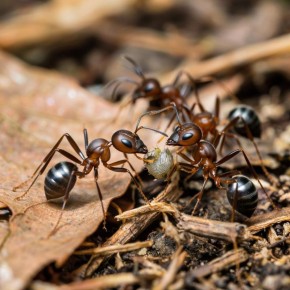 ���� ������ �� ���������� � ������������ �������� �� ����