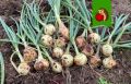 Как правильно подготовить лук к зимнему хранению