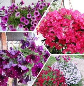 ��� �������� ������� �������� �������: ���������� ������ � ������� �����