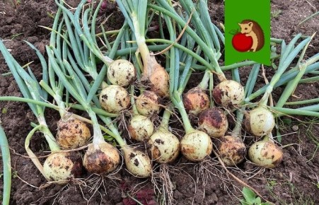 ��� ��������� ����������� ��� � ������� ��������