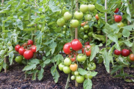 ��� �������� �������� ������ �������