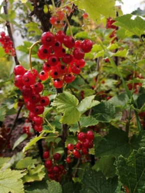 ���������: ��������� ����, ������� ������ �������� ������������