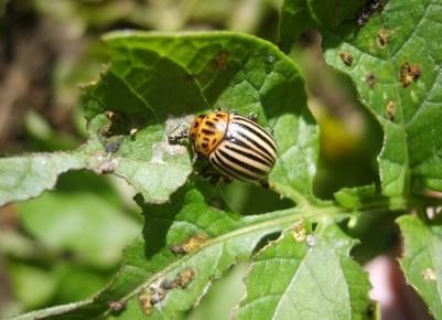 ����������� ������ ������ � ����������� �����: ������ �� �� ��� �������?