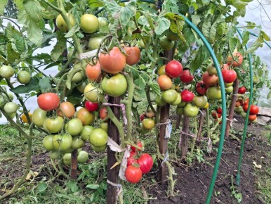 ����������� ������ ��� ����������: ��������� ����� ��� ������ �������