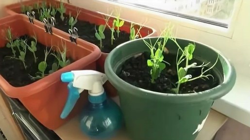 ��� ����������� ������ � ��� ����� ������� �������� ������ ������