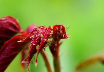 ��� �������� ������ �� ���: ���������� ������ ������ � �����������