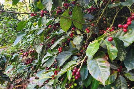 ��� ������� ������ ����: ������� ��� �������?