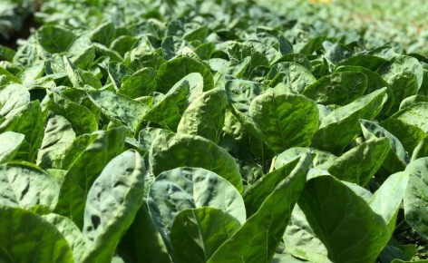 ������� ������ ������ ����: 10 �������, ������� ���������� � ��������