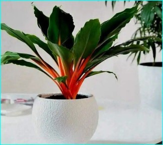 ���������� ���������: ��� �������� ����� ������� � ��� ���