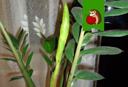 ������������ �� ������� ����� ������: ����� ����� ���� ������� � ��� ��� ���������