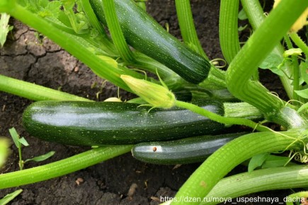 ��� �������� ������ ������ �������� ��� ������ ������: ������� �������� �������