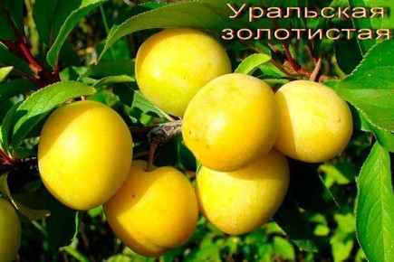 ������������ �������� ����������: ��� ��������� ��������� ���������� ����� �� ����� �������