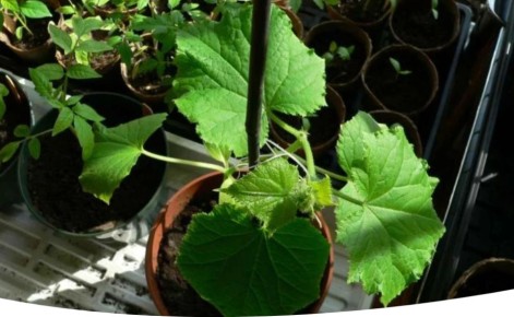 ��� ��������� ����������� ������� � ��������������� �� ����