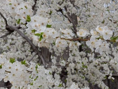 ������ ����! . 27 ������ �������� ����������� ������� +10...+15 �C ��������� ����������, �����, ������� �����