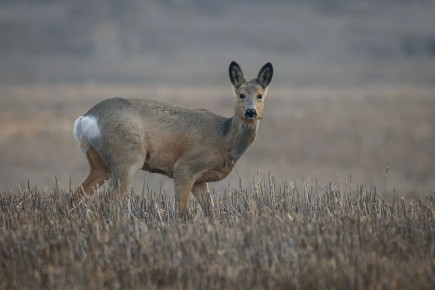 � �������� ����� ������ ������� �� ����� �������, � ��� ���� �� ����� ������� � �����, ��������� �� ������