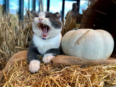 ������ ����!. 28 ������ �������� ����������� ������� +7...+12 �C ��������� �������� ������ � ������������, ������� ��������� �����, ������ ���� ����� ���-��������, 8...13 �/�, ������� ������ �� 16-21 �/� ���� ������ MAX l��...