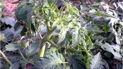 ������ ������ ������� ������������ � ��� ������ �������� ������� ��������