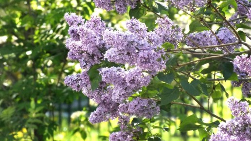 ������, ������ ��� �� �������? ��� ������ � ������� � ��������� � �����������