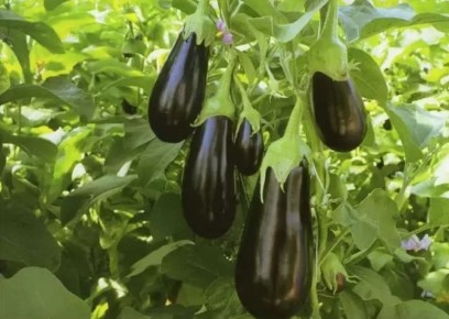 ������ ���������: ��� ��������� ������ �� ������