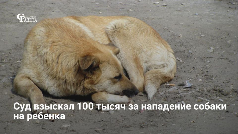 В селе Борское Самарской области прокуратура через суд добилась компенсации для ребенка, пострадавшего от бродячей собаки