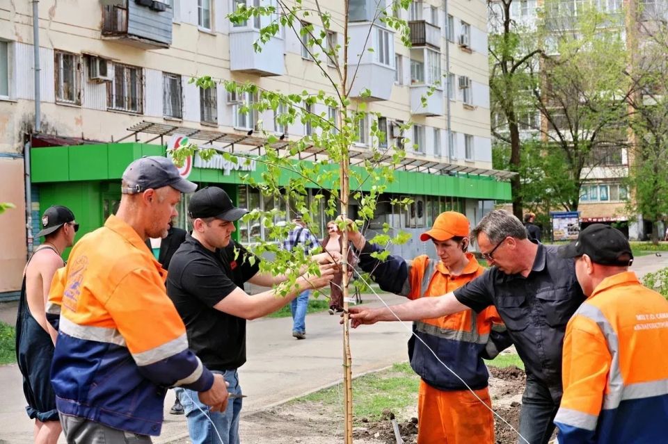 Более сотни берез и лип высадили на улицах Гагарина и Мориса Тореза в Самаре Более сотни берез и лип высадили на улицах Гагарина и Мориса Тореза в Самаре