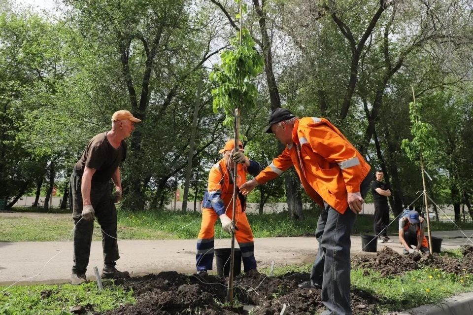 В Самаре по поручению мэра Ивана Носкова увеличат количество деревьев до 20 тысяч