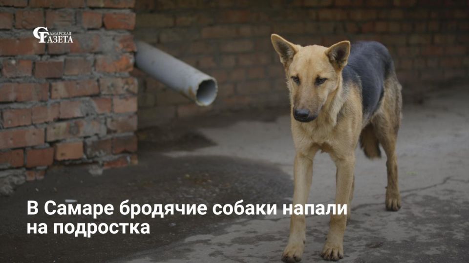 В Самаре возбуждено уголовное дело по факту нападения бродячих собак на подростка (ст