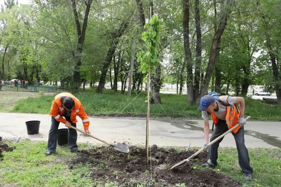 Более сотни берез и лип высадили на улицах Гагарина и Мориса Тореза в Самаре Более сотни берез и лип высадили на улицах Гагарина и Мориса Тореза в Самаре