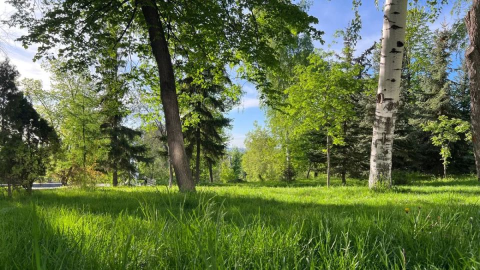 В Самаре на Гагарина и Мориса Тореза высадили больше сотни берез и лип