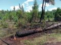 Лесной пожар разгорелся в Рачейском лесничестве из-за падения обломков БПЛА