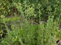 В борьбе с дачным водопроводом: неудача или победа перед Пасхой?