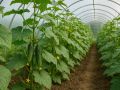 Как добиться рекордного урожая огурцов: советы, которые стоит знать каждому садоводу