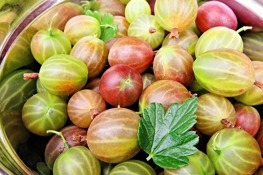 Крыжовник без шипов: наслаждение сладким вкусом и простота ухода