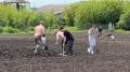 Легкая посадка картофеля: метод без труда и копки