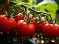 Как вырастить вкусные томаты и провести лето без забот