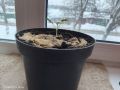 Рассада коренастая и что ещё ей нужно для устойчивости