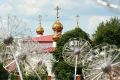 В День семьи, любви и верности вместо привычных ромашек в кадре — одуванчики с улицы Декабристов