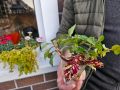 Садовые проблемы: как избежать ошибок при черенковании