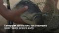 Роспотребнадзор Самарской области предупредил о риске заражения при неправильной обработке рыбы