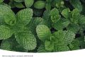 Разнообразие видов и сортов мяты для красоты и пользы