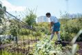 В Самаре дали всходы «семена-космонавты» после полета на «Бионе-М»