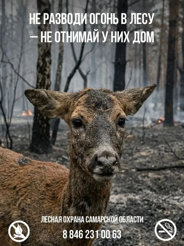 Искра от костра, оставленный мусор и даже маленький окурок могут стать причиной лесного пожара