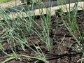Как правильно удобрять лук для богатого урожая: советы садоводов