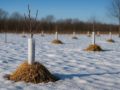 Как обмануть природу: хитрости защиты саженцев от зимних морозов