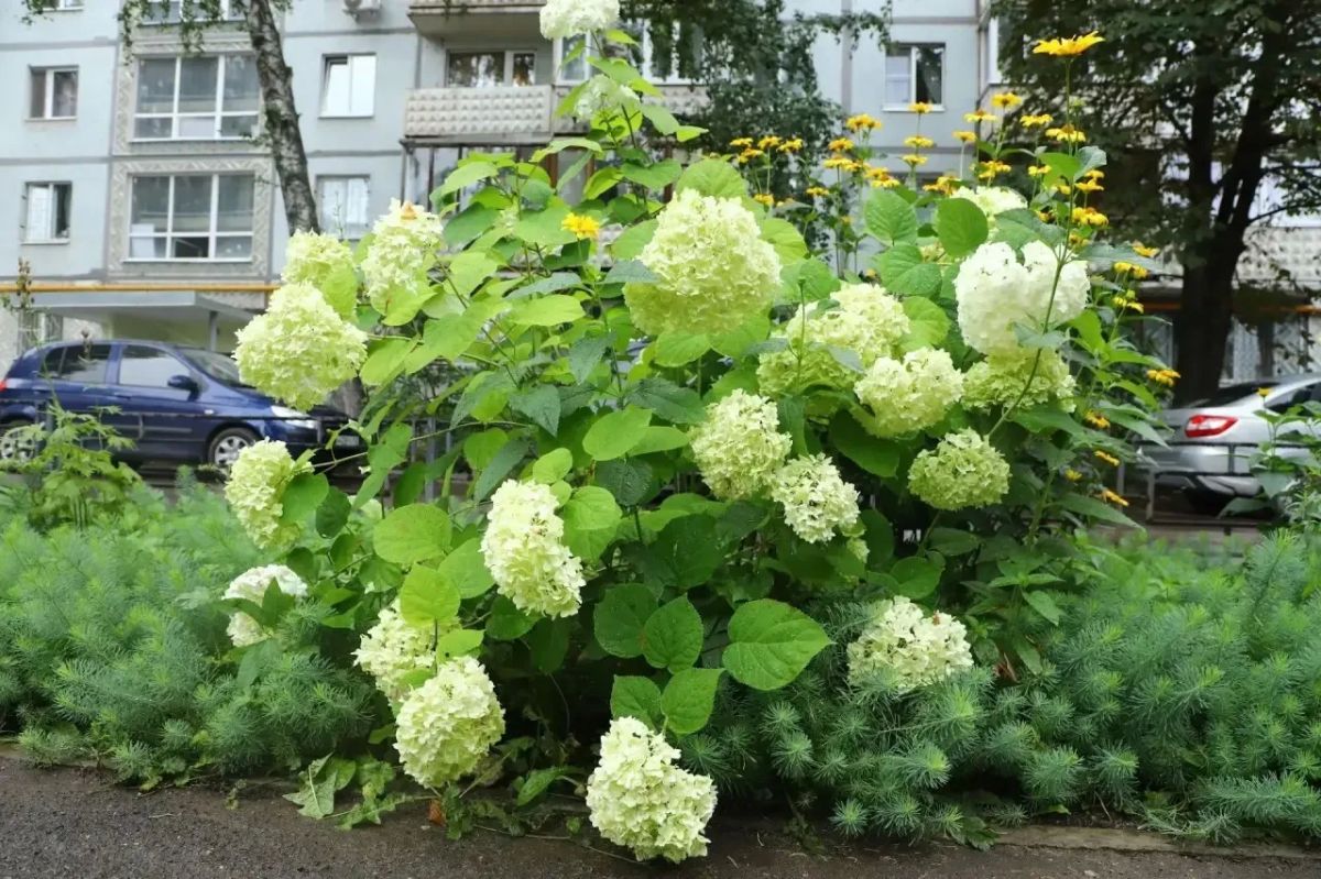 Более 2280 жителей Самары присоединились к городской акции по озеленению «Цветущий май» Более 2280 жителей Самары присоединились к городской акции по озеленению «Цветущий май»