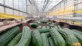 Врач-хирург А. Умнов назвал самарцам топ-продуктов августа