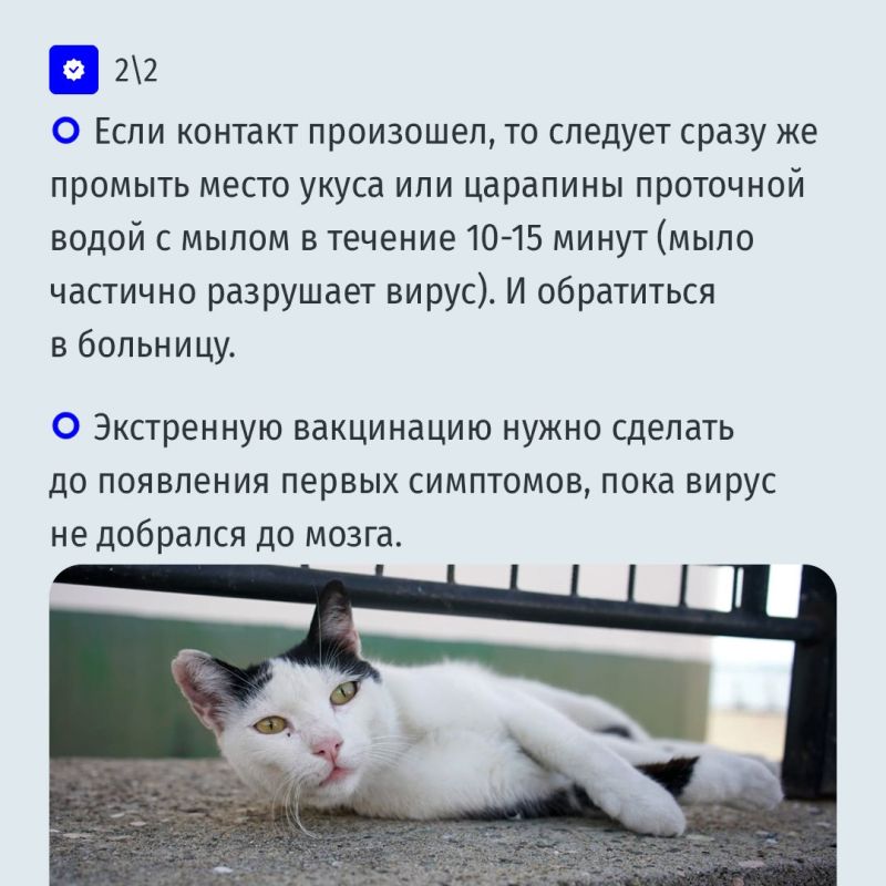 Новая фобия туристов в Турции: введен карантин, ребенок заразился бешенством от бродячей кошки