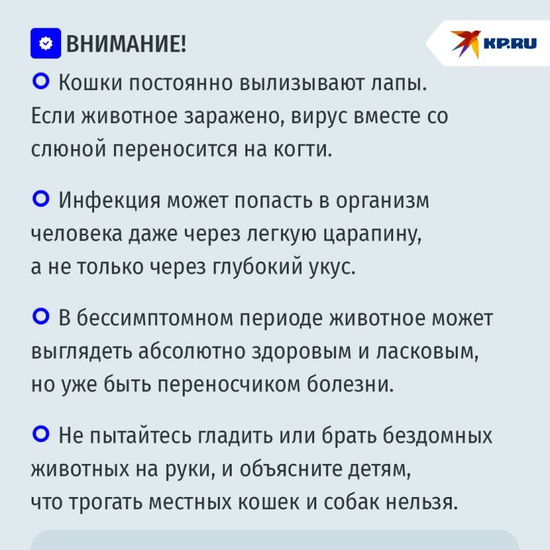 Новая фобия туристов в Турции: введен карантин, ребенок заразился бешенством от бродячей кошки Новая фобия туристов в Турции: введен карантин, ребенок заразился бешенством от бродячей кошки