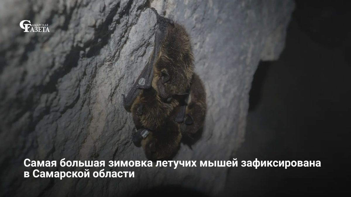 В Самарской области зафиксирована крупнейшая в Европе зимовка летучих мышей — около 33 тысяч особей 15 видов, шесть из которых внесены в региональную Красную книгу