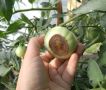 Как спасти урожай томатов от вершинной гнили: простые шаги к здоровым плодам